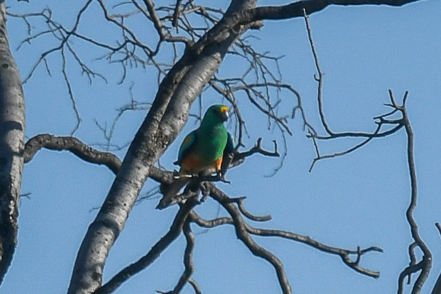 Mulga Parrot - ML646503823