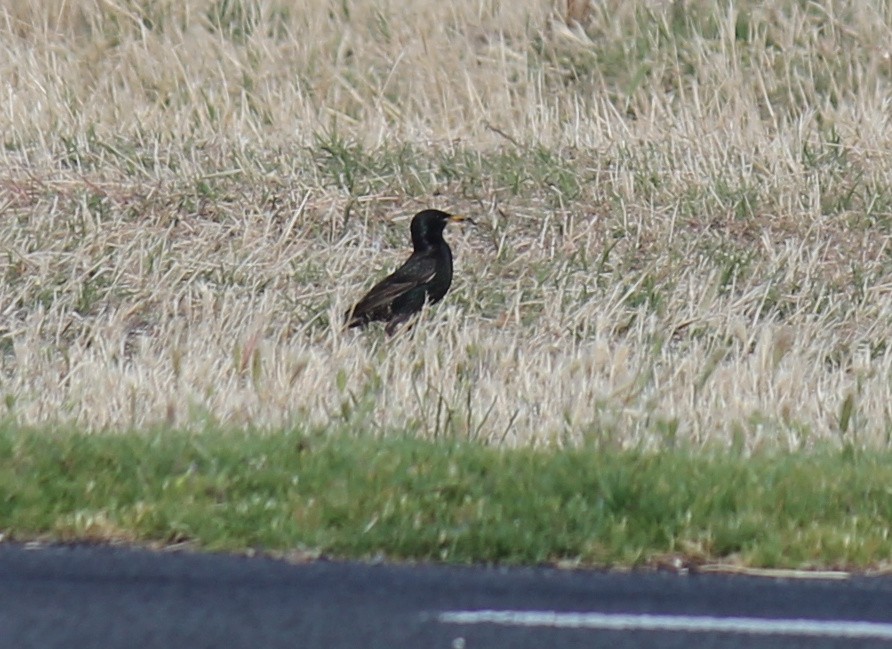 Estornino Pinto - ML646503824