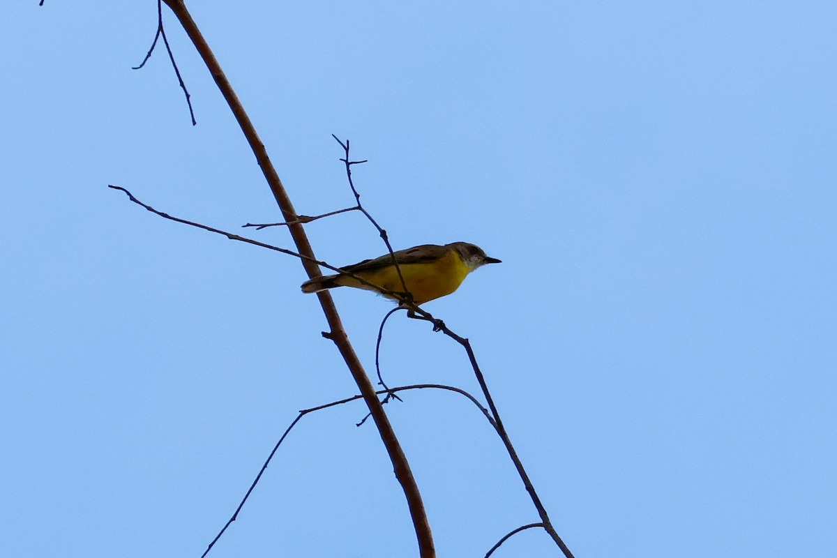 White-throated Gerygone - ML646503825