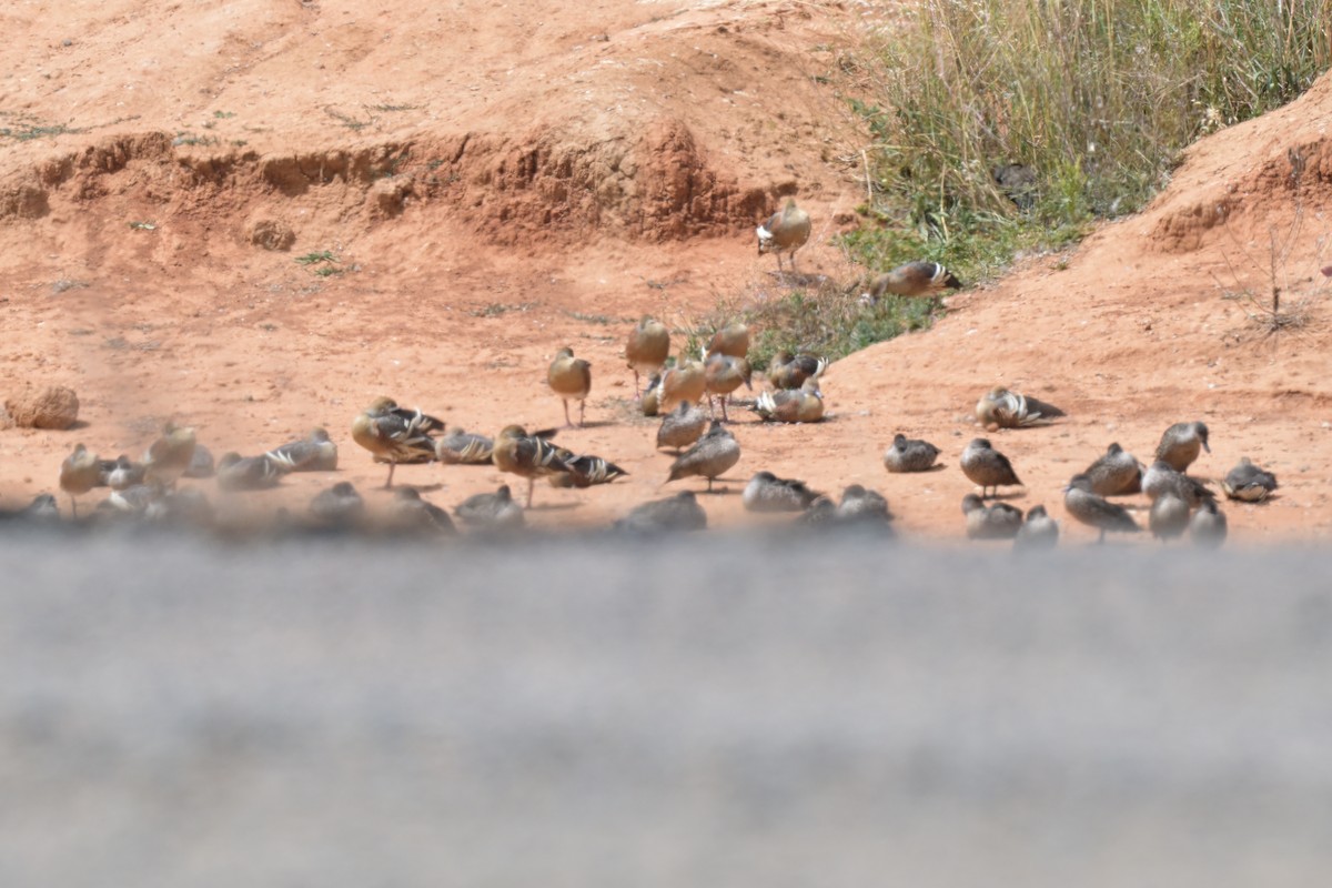 Plumed Whistling-Duck - ML646503828