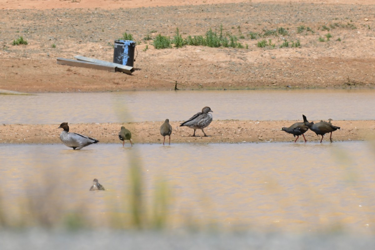 Black-tailed Nativehen - ML646503829