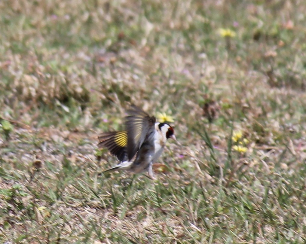 Jilguero Europeo - ML646503835