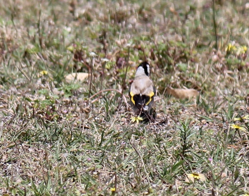 Jilguero Europeo - ML646503836