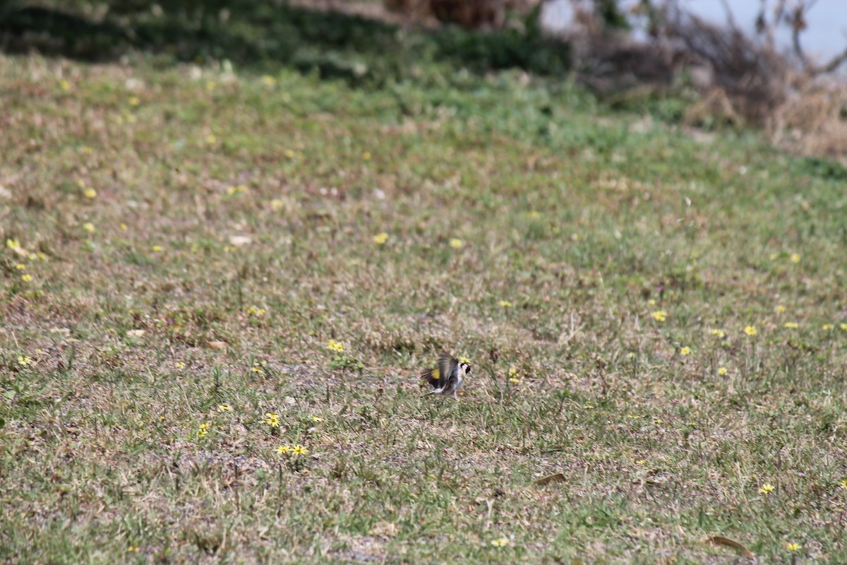 Jilguero Europeo - ML646503837