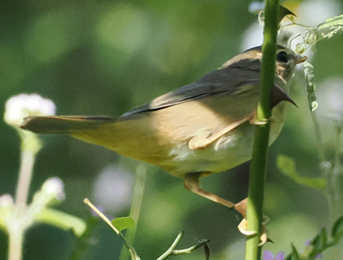 Radde's Warbler - ML646503839