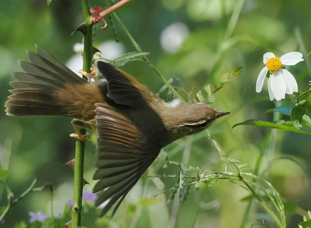 Radde's Warbler - ML646503841