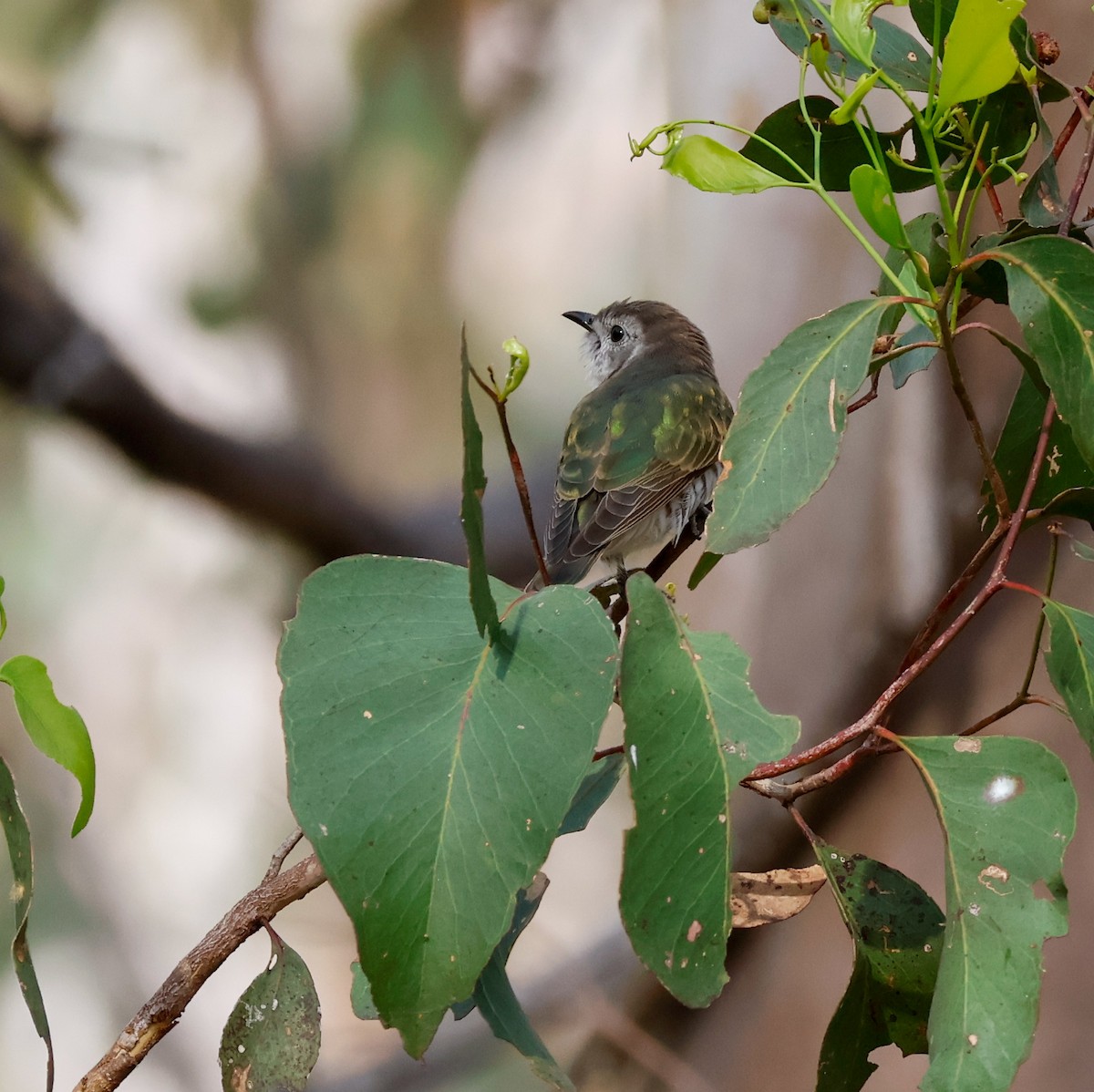 Shining Bronze-Cuckoo - ML646503842