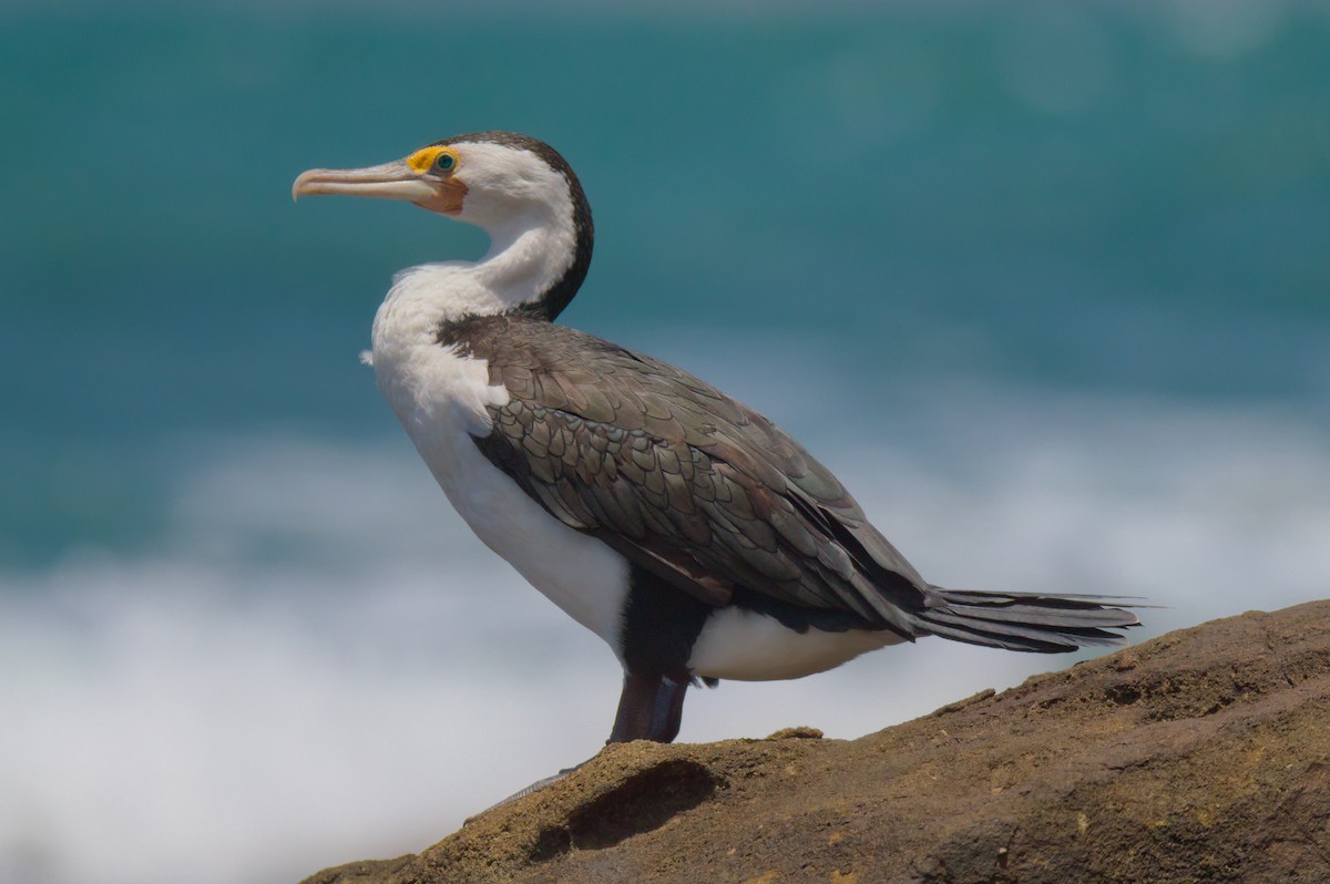 Баклан австралійський - ML646503845