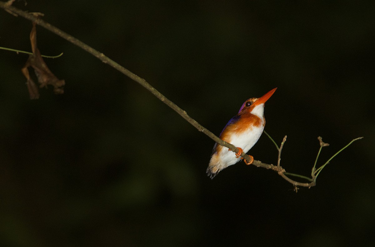 Ak Karınlı Tepeli Yalıçapkını - ML646503846