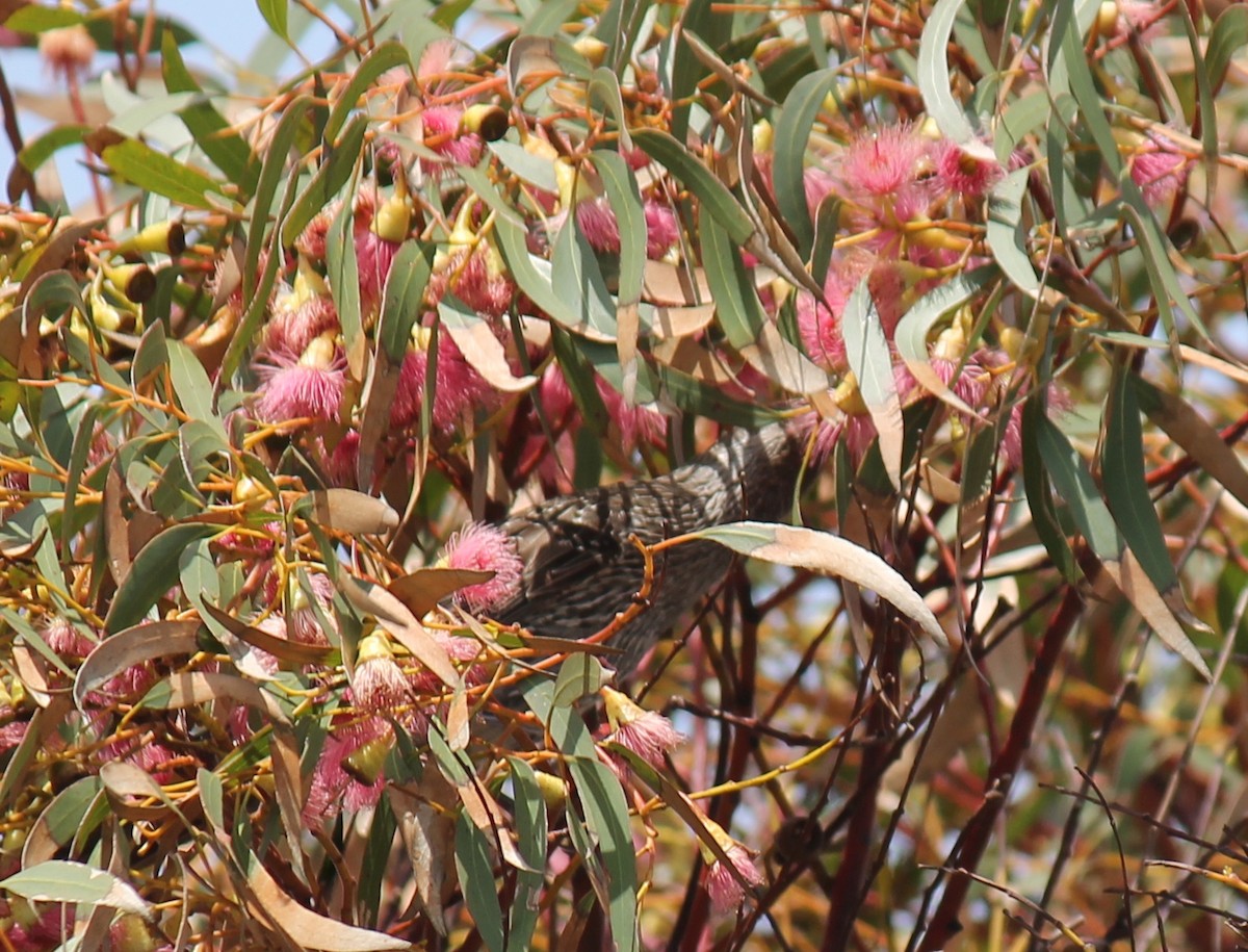 Медолюб-сережник східний - ML646503847