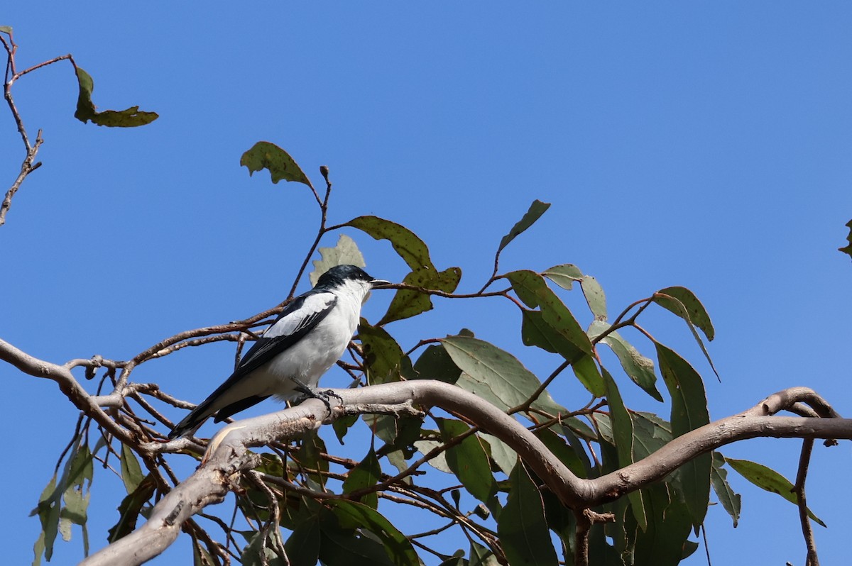 Оругеро австралійський - ML646503849