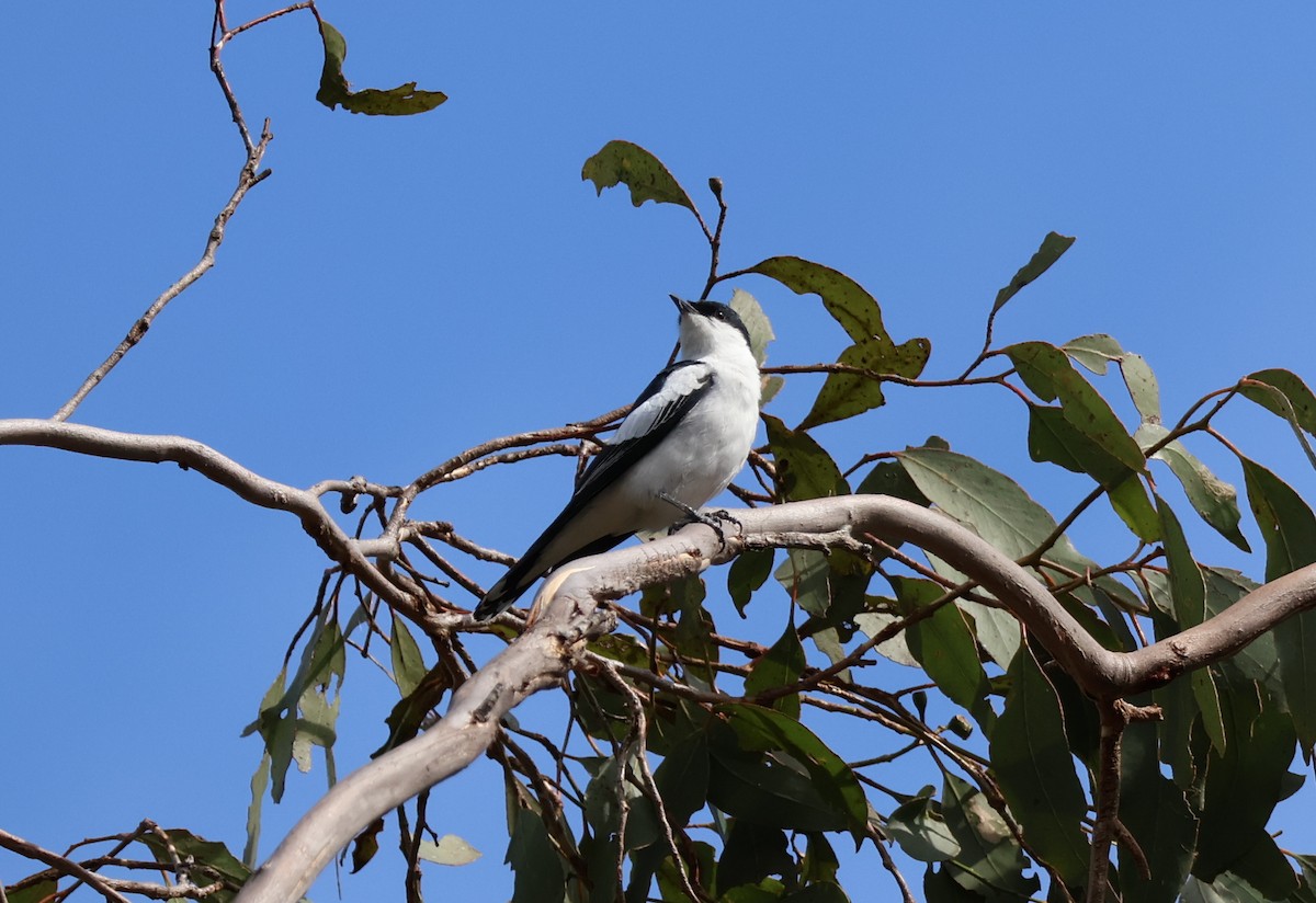 Оругеро австралійський - ML646503850