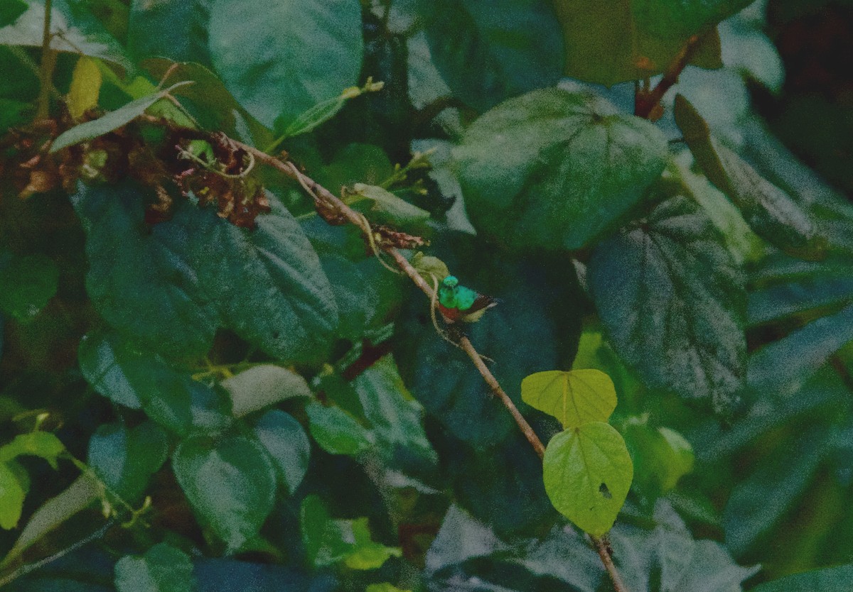 Маріка-крихітка - ML646503851