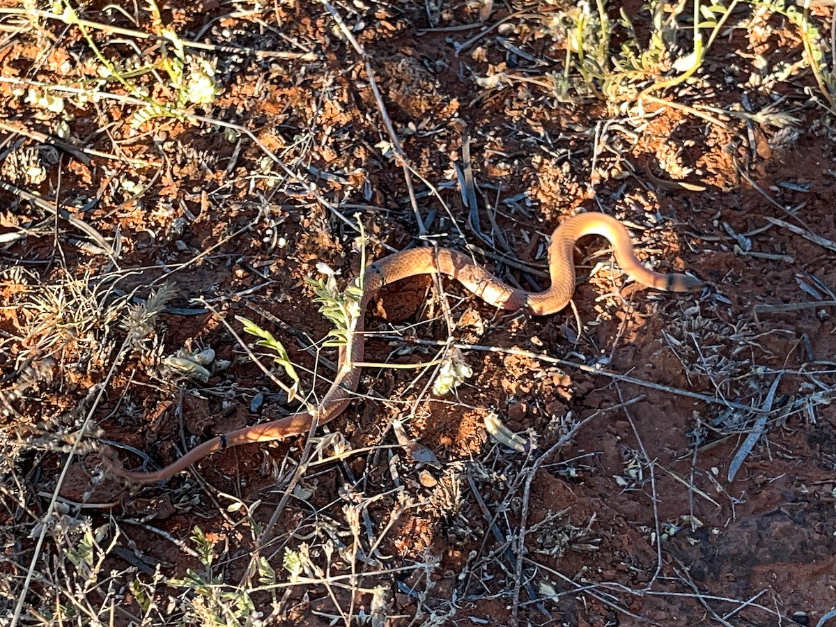 Ringed Brown Snake - ML646503852