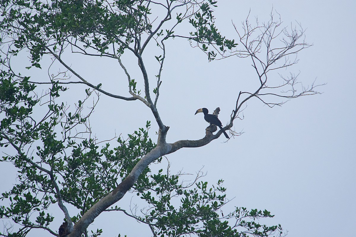 West African Pied Hornbill - ML646503853