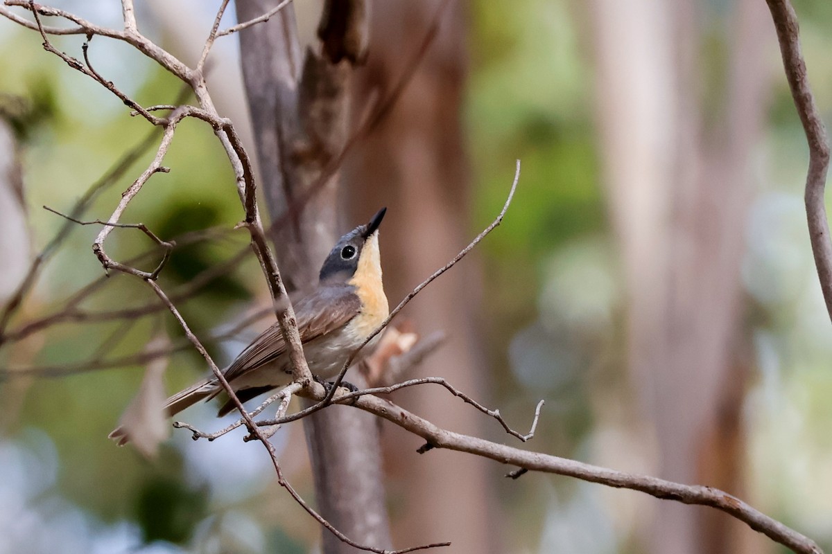 Міагра сріблиста - ML646503854
