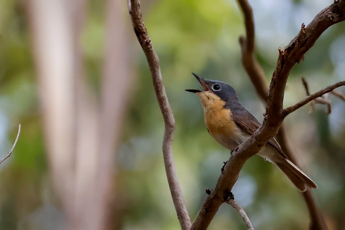 Міагра сріблиста - ML646503856