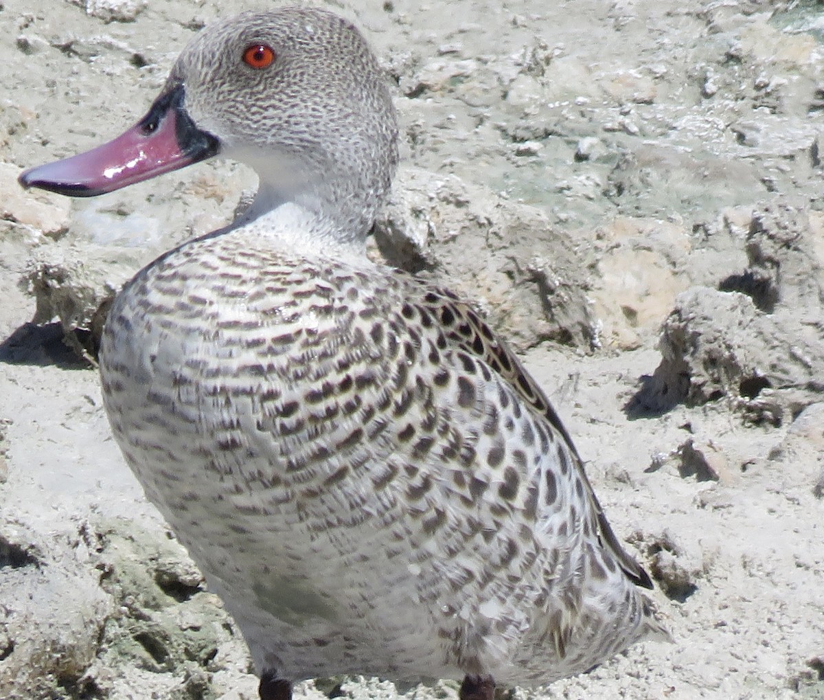 Чирянка африканська - ML646503857