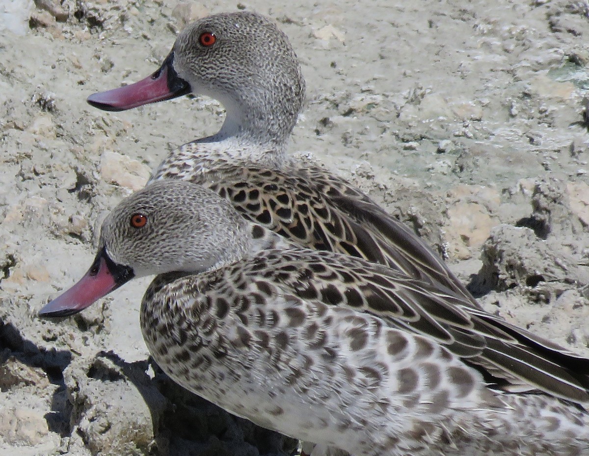 Чирянка африканська - ML646503858