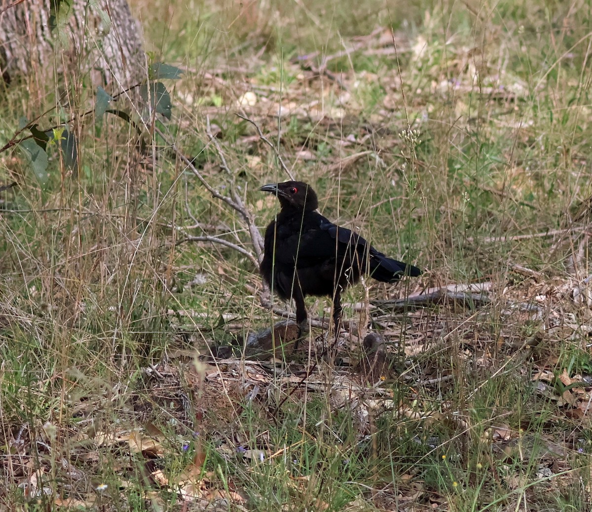 Краге - ML646503859