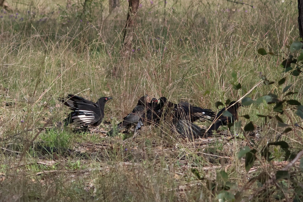 Краге - ML646503860