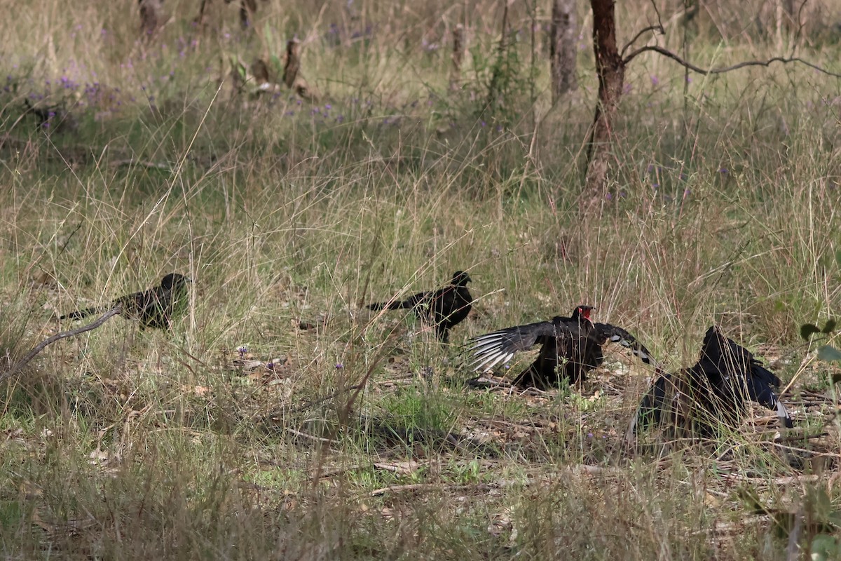 Краге - ML646503861