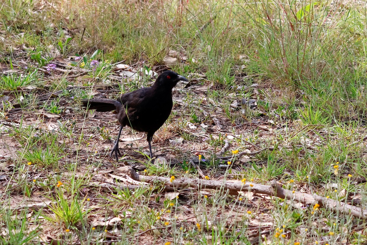 Краге - ML646503862