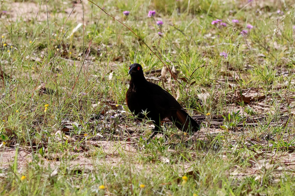 Краге - ML646503863