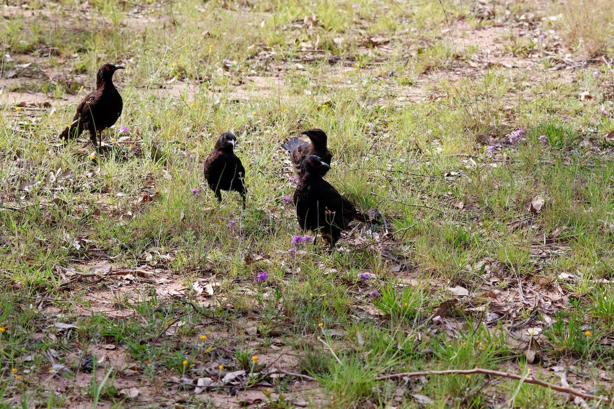 Краге - ML646503864