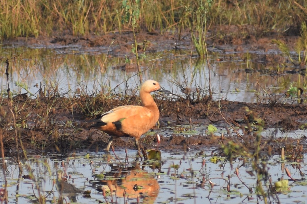 Огар рудий - ML646503865