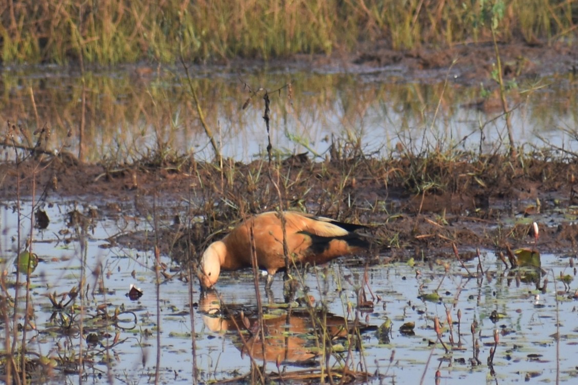 Огар рудий - ML646503866