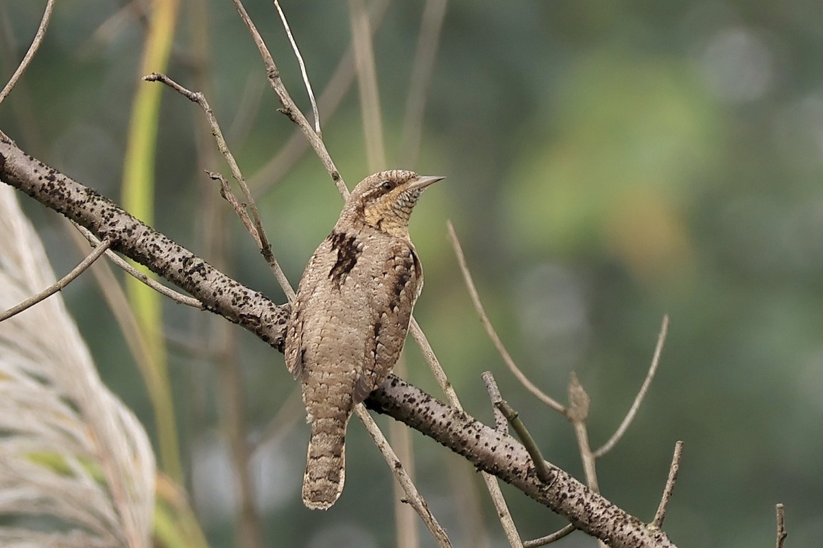 Крутиголовка звичайна - ML646503871