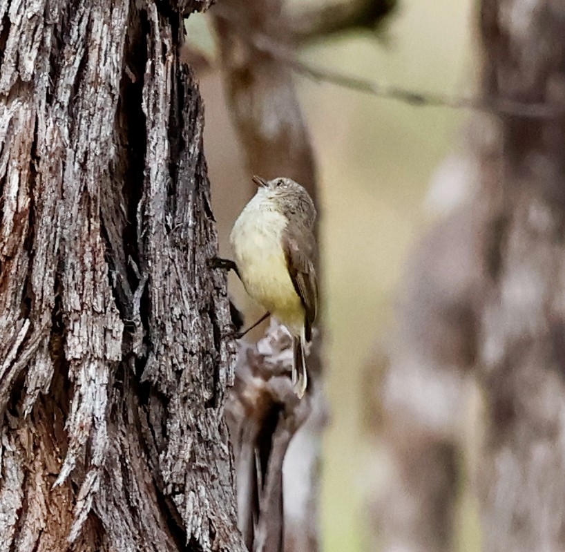 Шиподзьоб золотомушковий - ML646503873