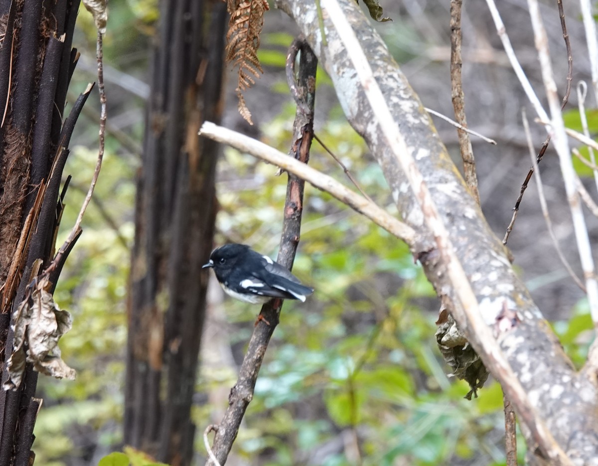 Тоутоваї великоголовий - ML646503878