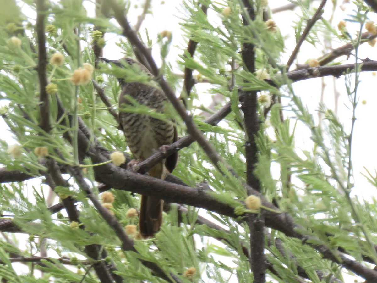 Barred Wren-Warbler - ML646503887