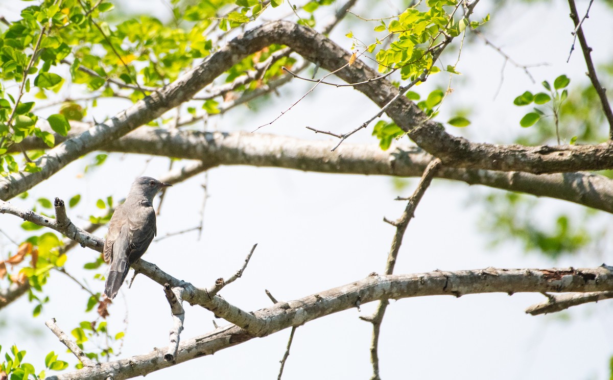 Plaintive Cuckoo - ML646503896