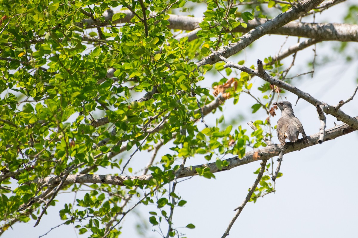 Plaintive Cuckoo - ML646503897
