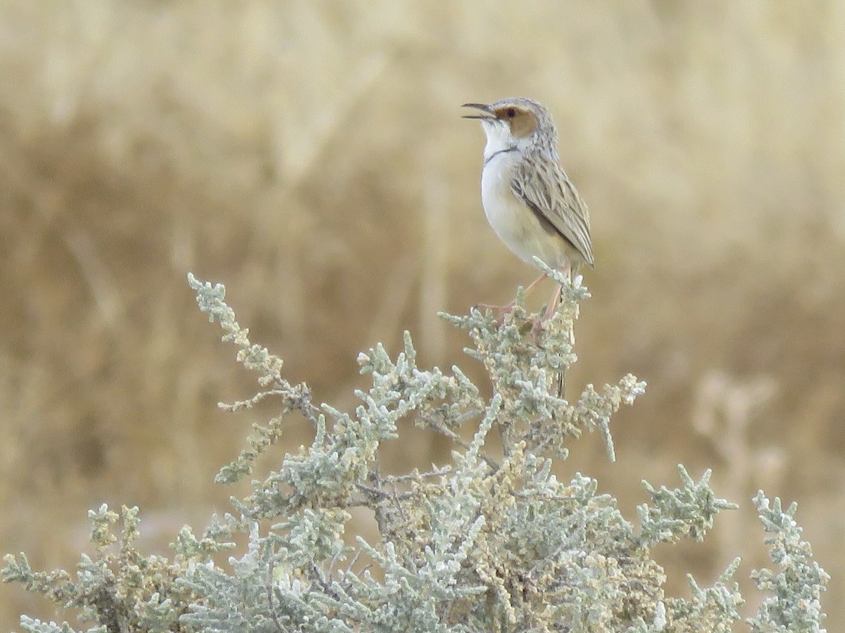 Rufous-eared Warbler - ML646503901