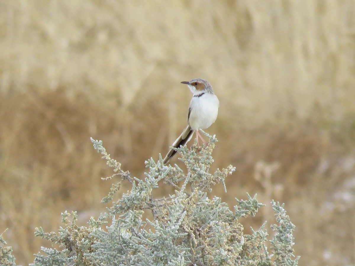 Rufous-eared Warbler - ML646503903