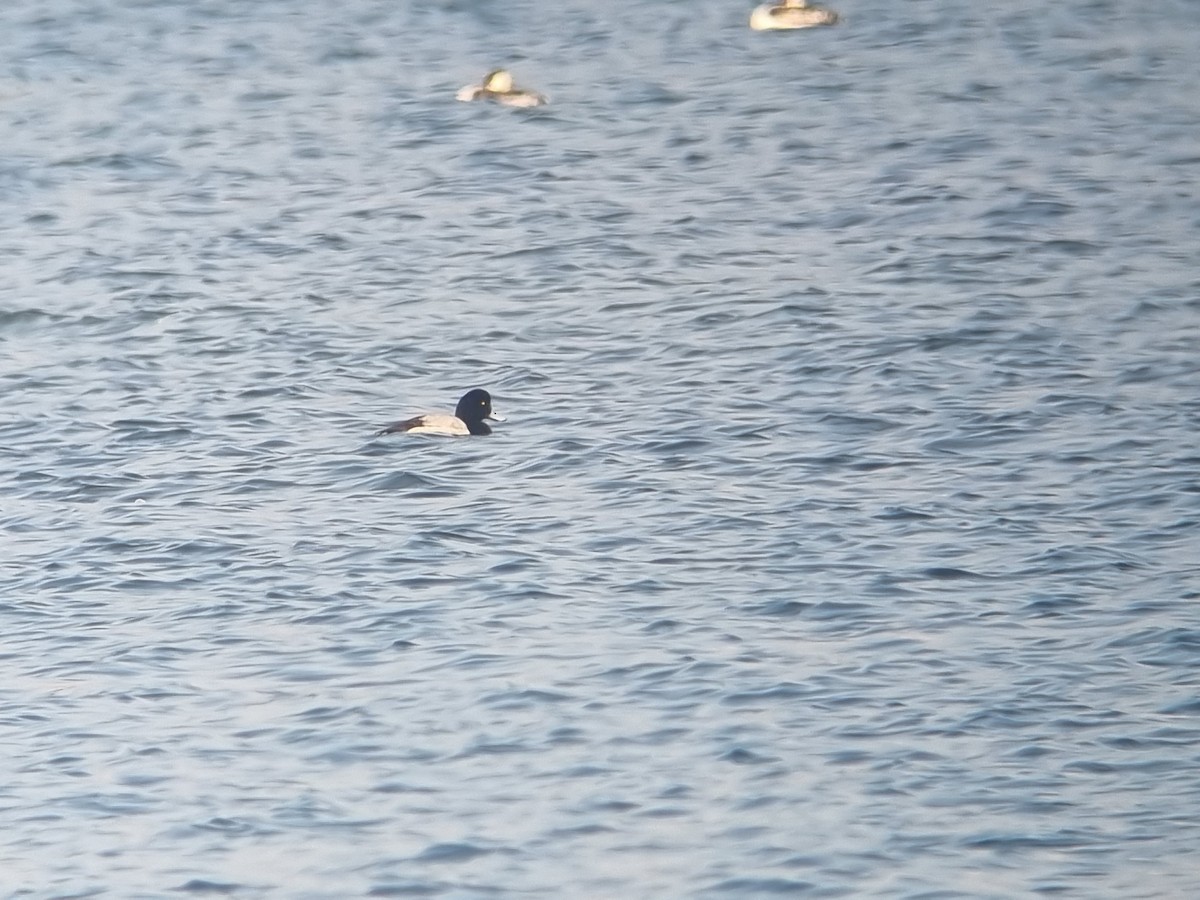 Greater Scaup - ML646503905