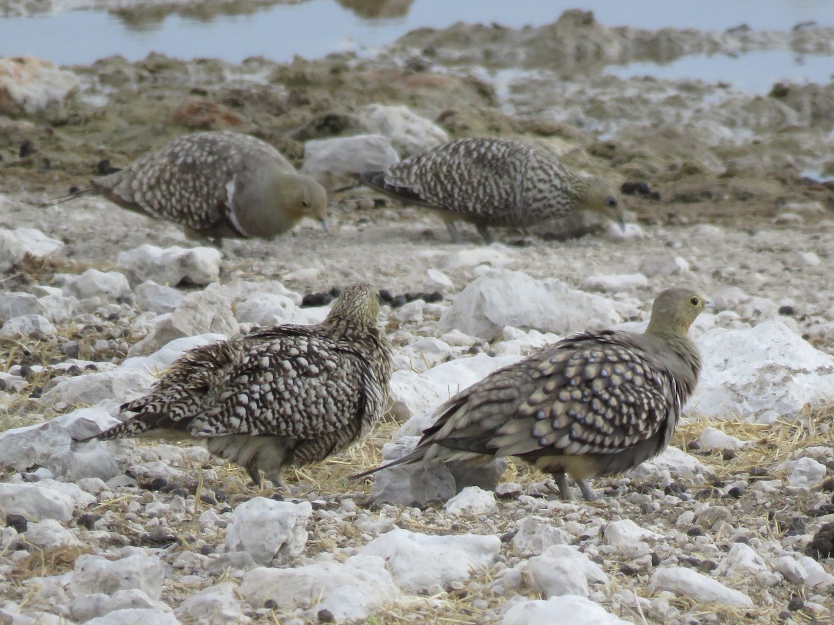 Namaqua Sandgrouse - ML646503907