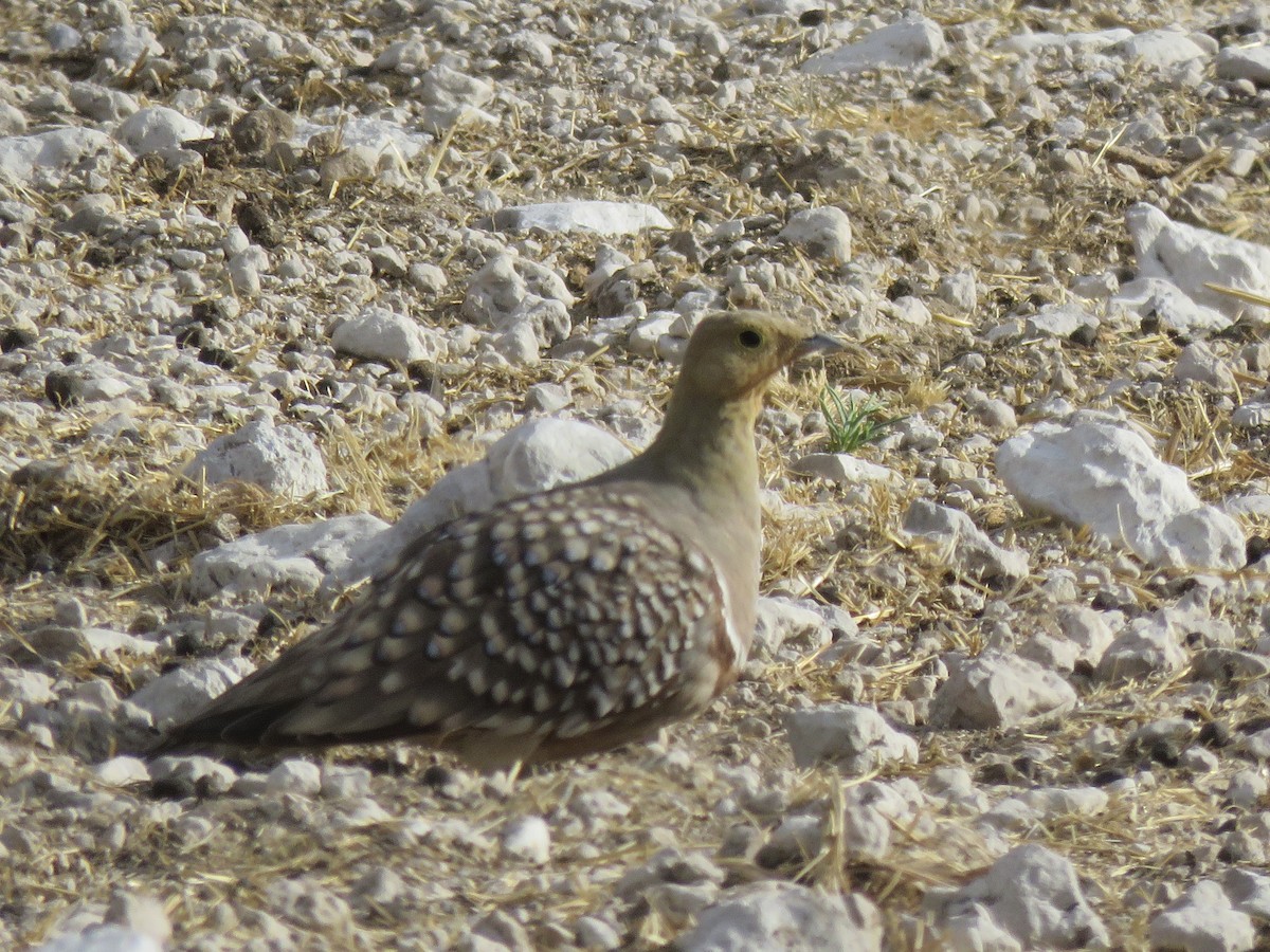 Namaqua Sandgrouse - ML646503908