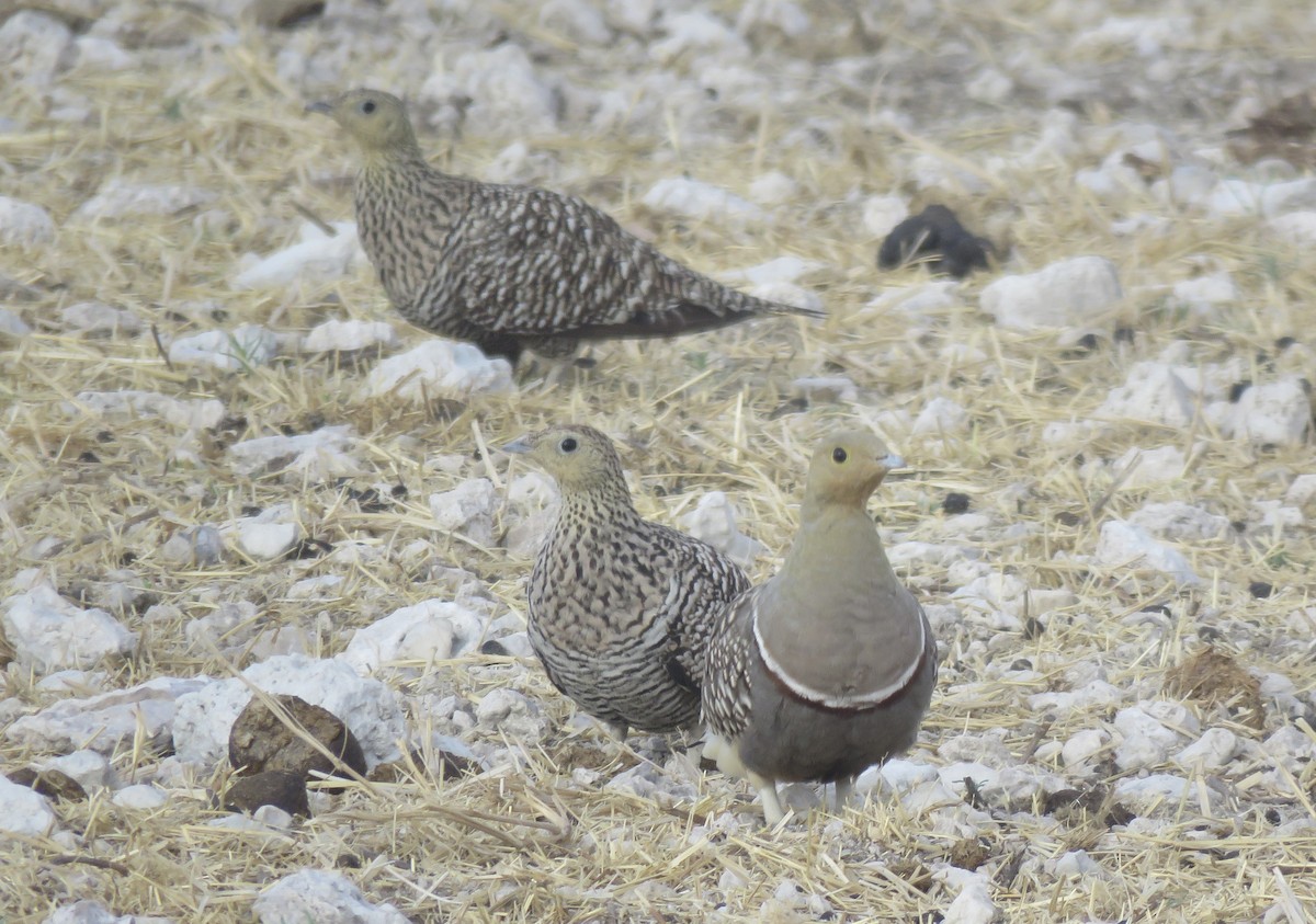 Namaqua Sandgrouse - ML646503909