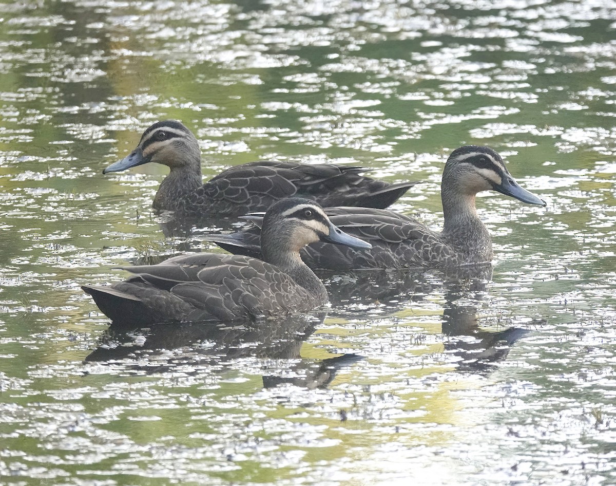 Augenbrauenente - ML646503912