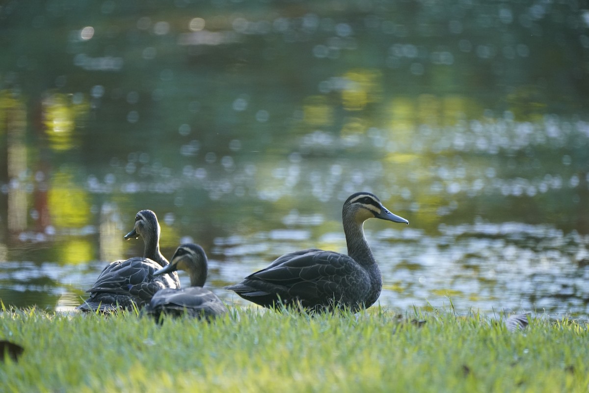 Augenbrauenente - ML646503913