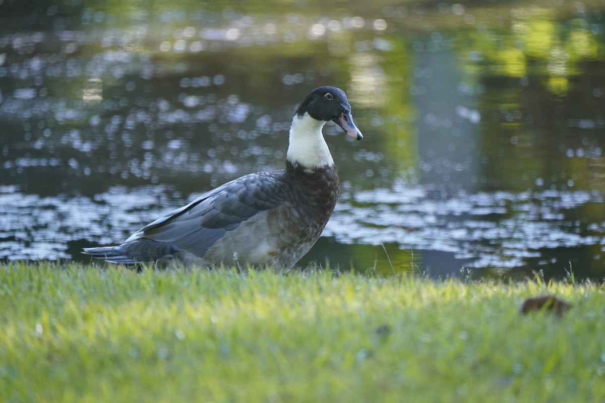 Augenbrauenente - ML646503914