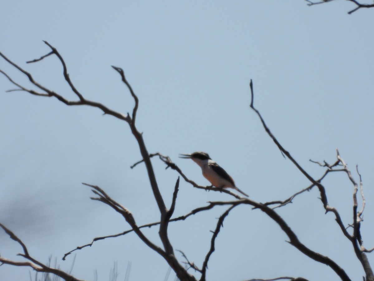 Kırmızı Belli Yalıçapkını - ML646503915