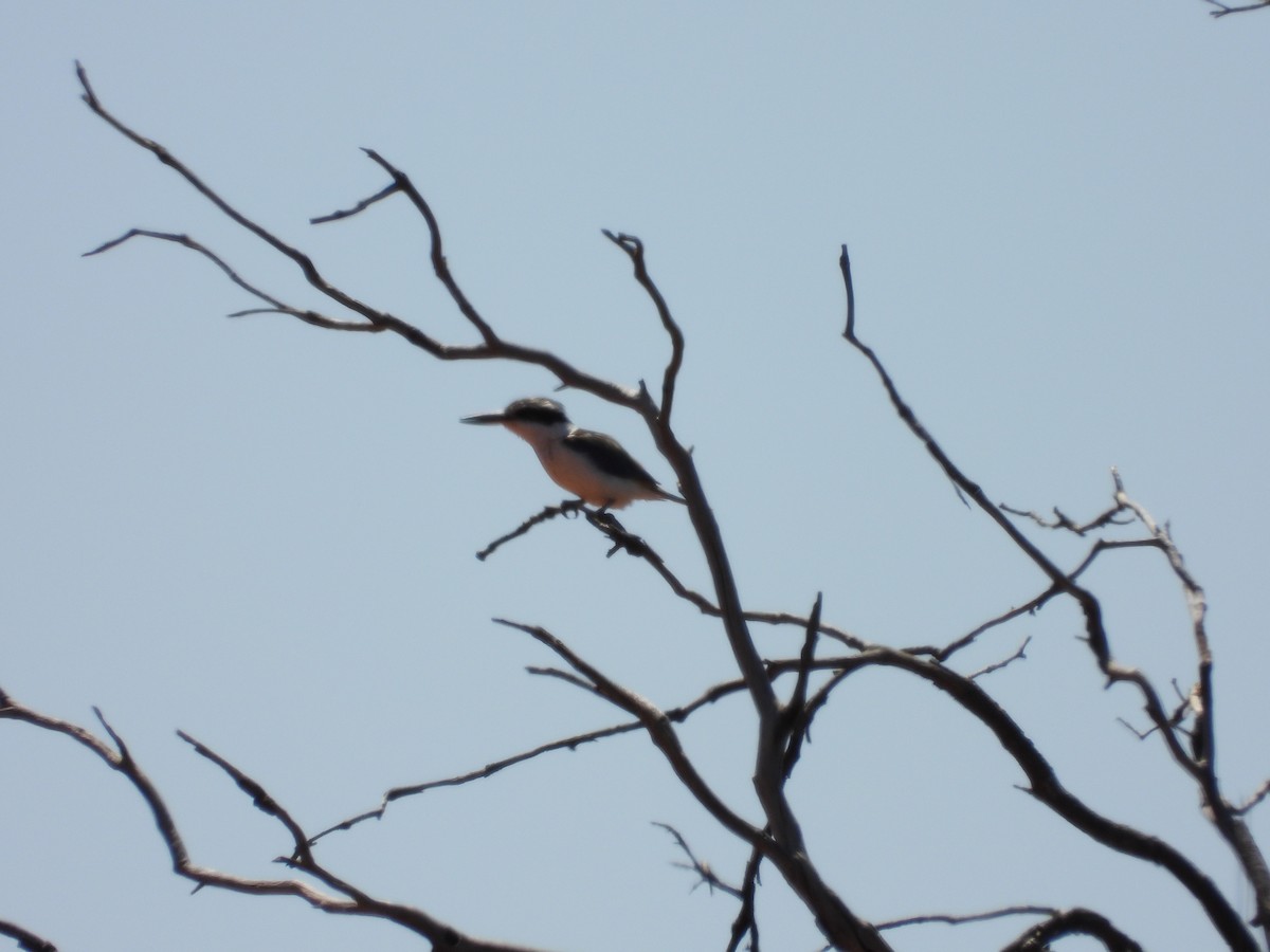 Kırmızı Belli Yalıçapkını - ML646503917