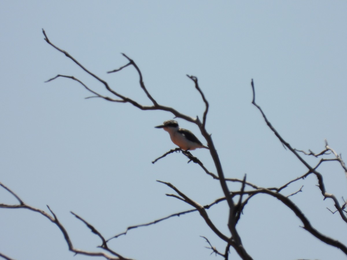 Kırmızı Belli Yalıçapkını - ML646503918