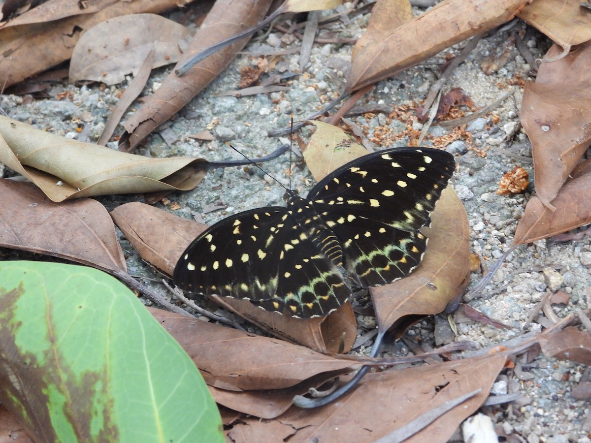 Common Archduke - ML646503919